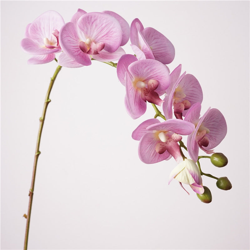 Moth Orchids, Phalaenopsis, Suitable for wedding and house decoration