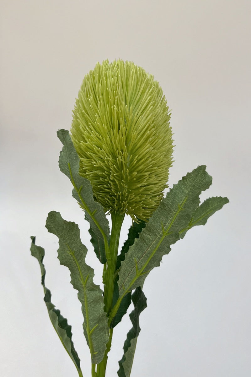 Australian banksia, Artificial Plant
