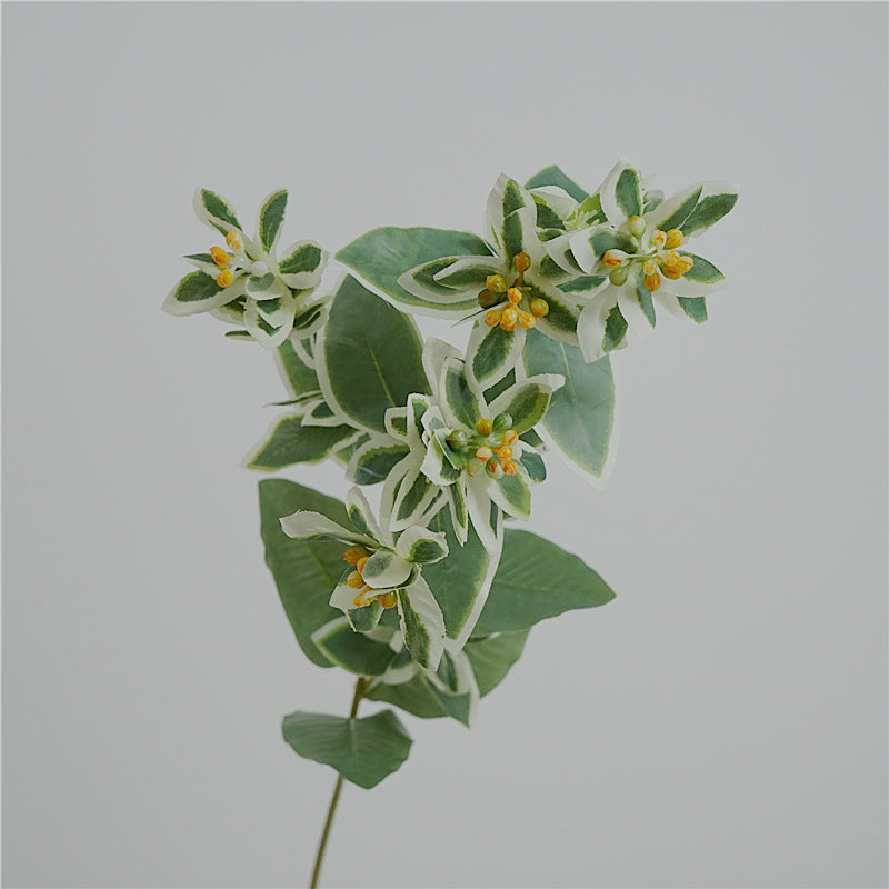 Euphorbia marginata, Artificial Plant, snow-on-the mountain,ghost weed, 12Pcs/24Pcs
