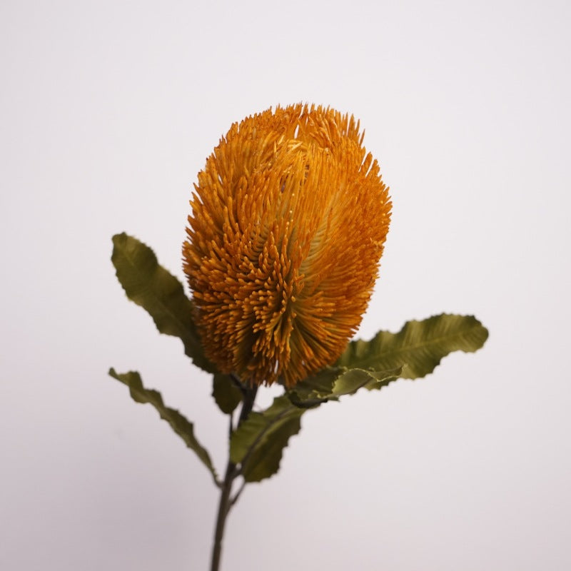 Australian banksia, Artificial Plant