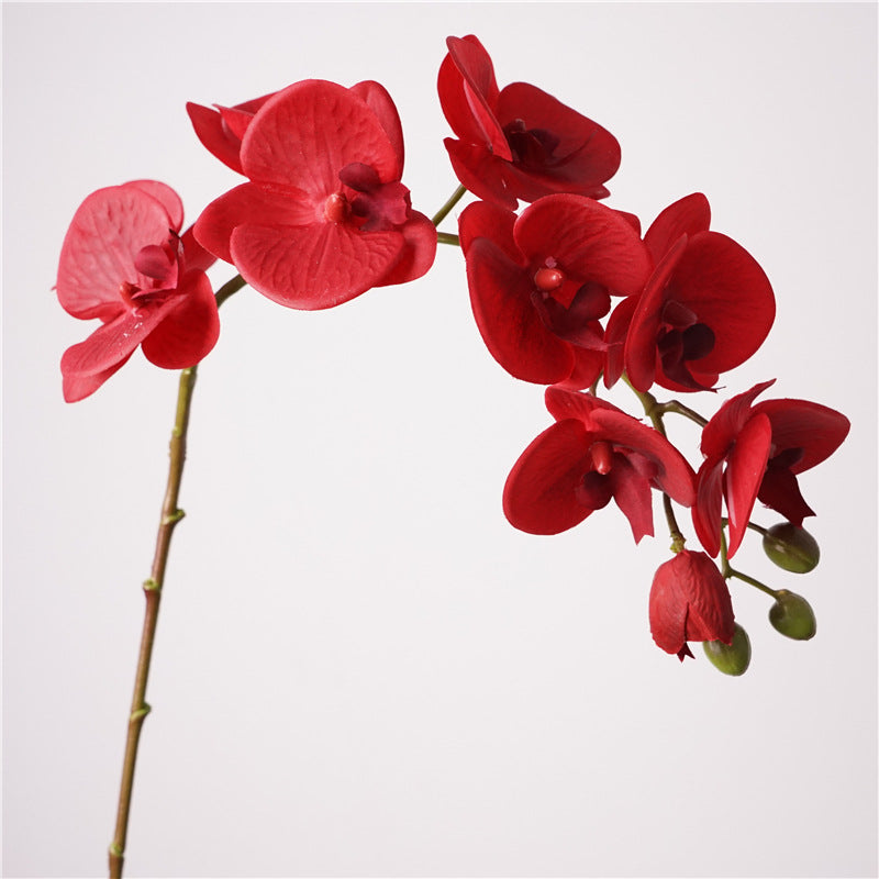 Moth Orchids, Phalaenopsis, Suitable for wedding and house decoration