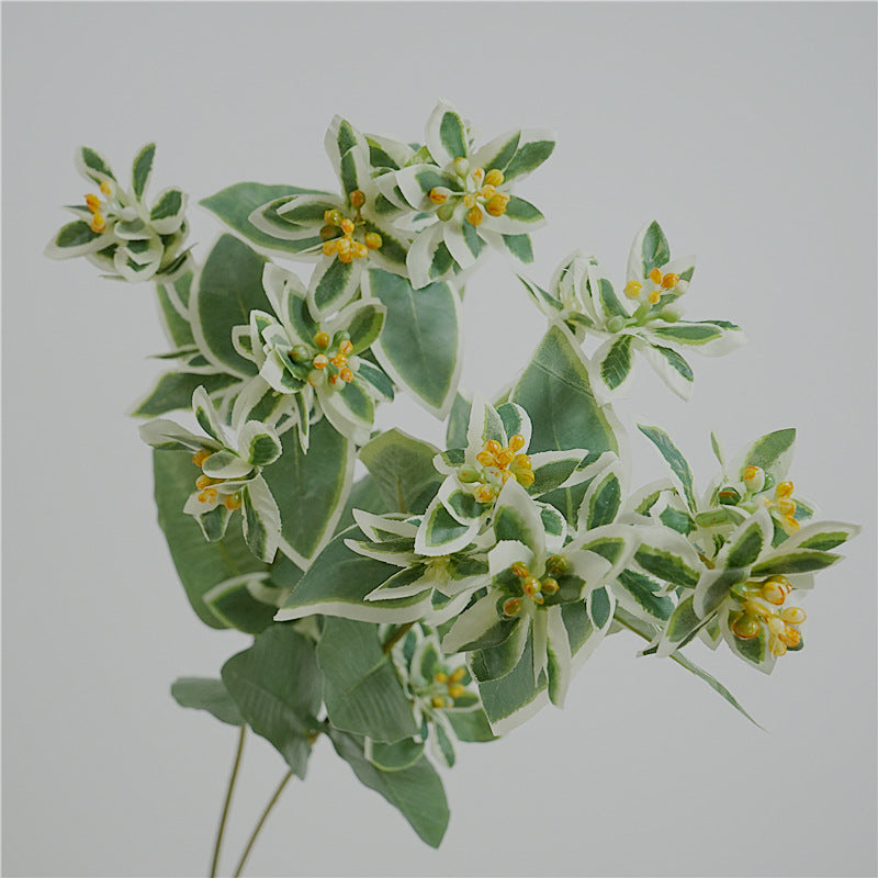 Euphorbia marginata, Artificial Plant, snow-on-the mountain,ghost weed, 12Pcs/24Pcs