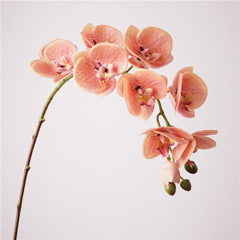 Moth Orchids, Phalaenopsis, Suitable for wedding and house decoration