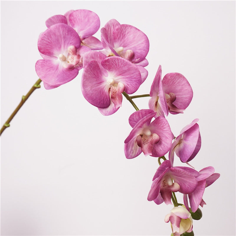 Moth Orchids, Phalaenopsis, Suitable for wedding and house decoration
