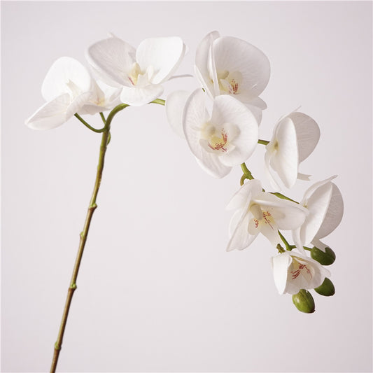 Moth Orchids, Phalaenopsis, Suitable for wedding and house decoration