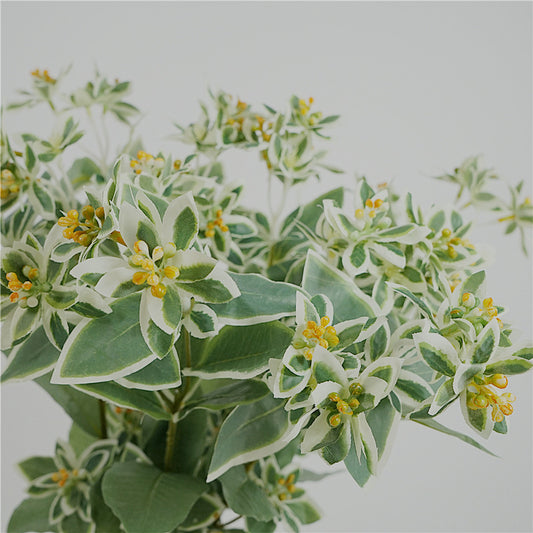Euphorbia marginata, Artificial Plant, snow-on-the mountain,ghost weed, 12Pcs/24Pcs