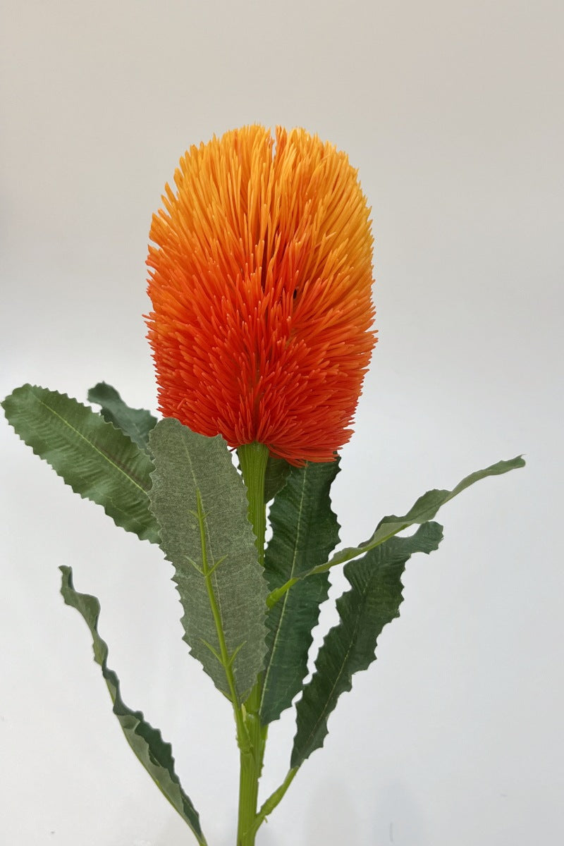 Australian banksia, Artificial Plant