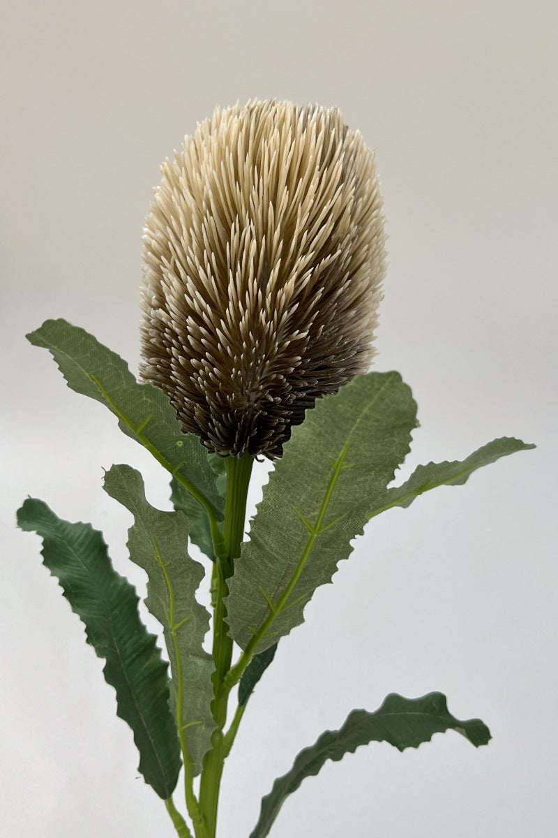 Australian banksia, Artificial Plant