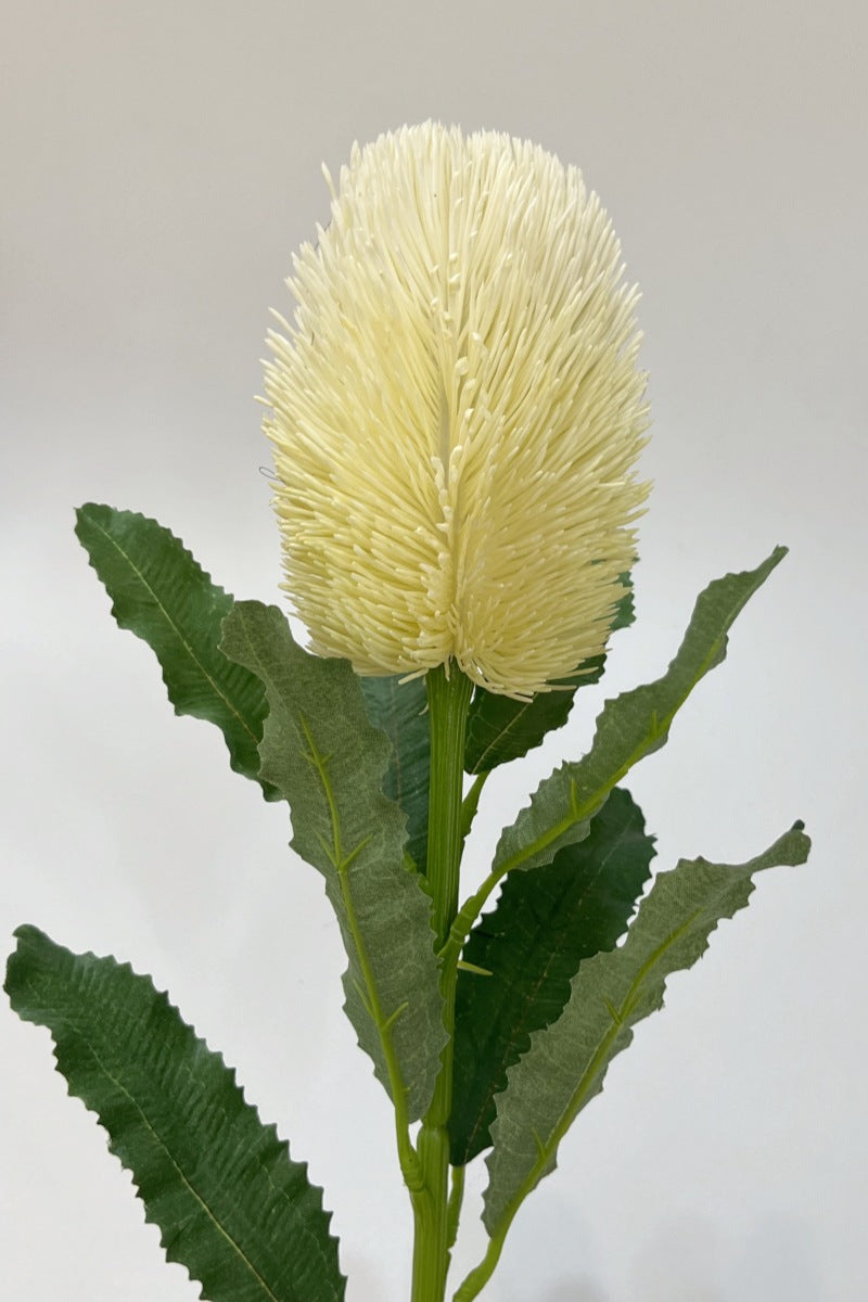 Australian banksia, Artificial Plant